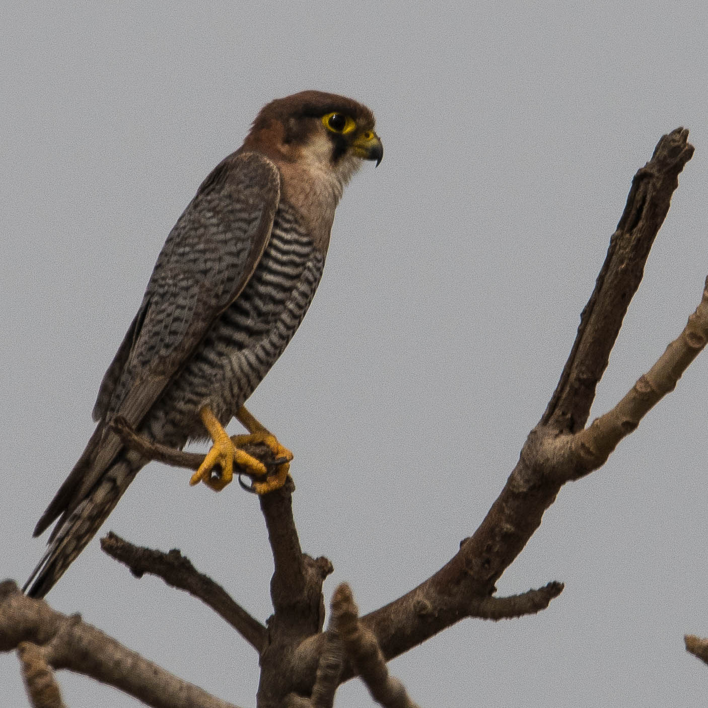 Faucon chicquera (Red-necked  falcon, Falco chicquera), Technopole de Pikine, Dakar, Sénégal.